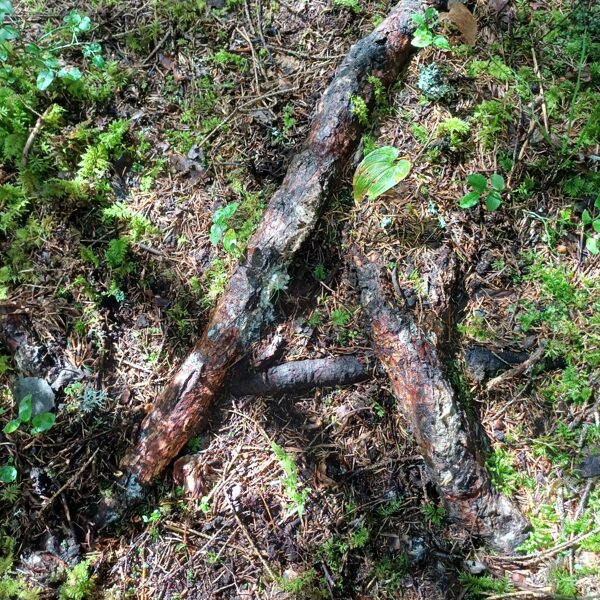 Dabas dotās zīmes mums apkārt.