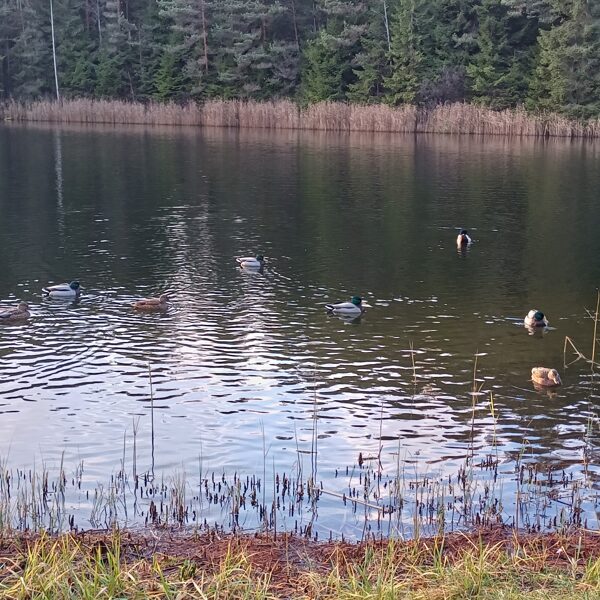 Melnezerā mūsu pavadones - Mežapīles