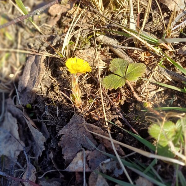 Austrumu dienas 2025